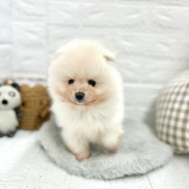 愛知県のポメラニアン (犬の家＆猫の里豊川インター店/2026年2月3日生まれ/男の子/ホワイト)の子犬の4枚目の画像