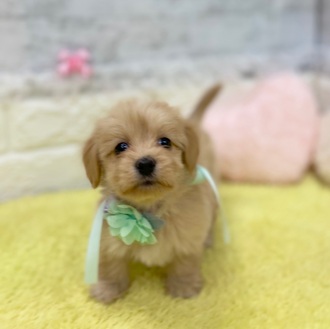 静岡県のマルックス(マルチーズ×ダックス) (犬の家＆猫の里プレ葉ウォーク浜北店/2026年2月2日生まれ/女の子/アプリコット)の子犬の4枚目の画像