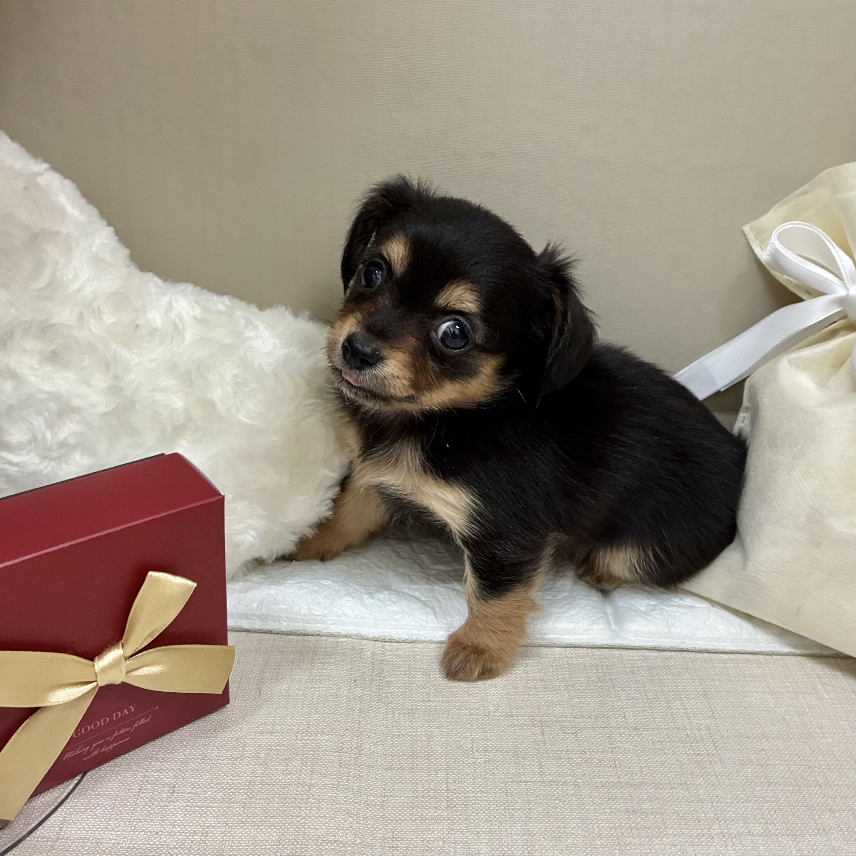 千葉県のチワックス(チワワ×ダックス) (犬の家＆猫の里ワンズモール稲毛店/2026年2月3日生まれ/女の子/ブラックタン)の子犬の4枚目の画像