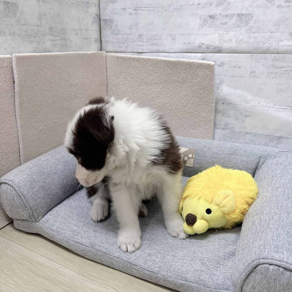 長野県のボーダーコリー (犬の家＆猫の里塩尻店/2026年2月2日生まれ/女の子/チョコレートホワイト)の子犬の4枚目の画像