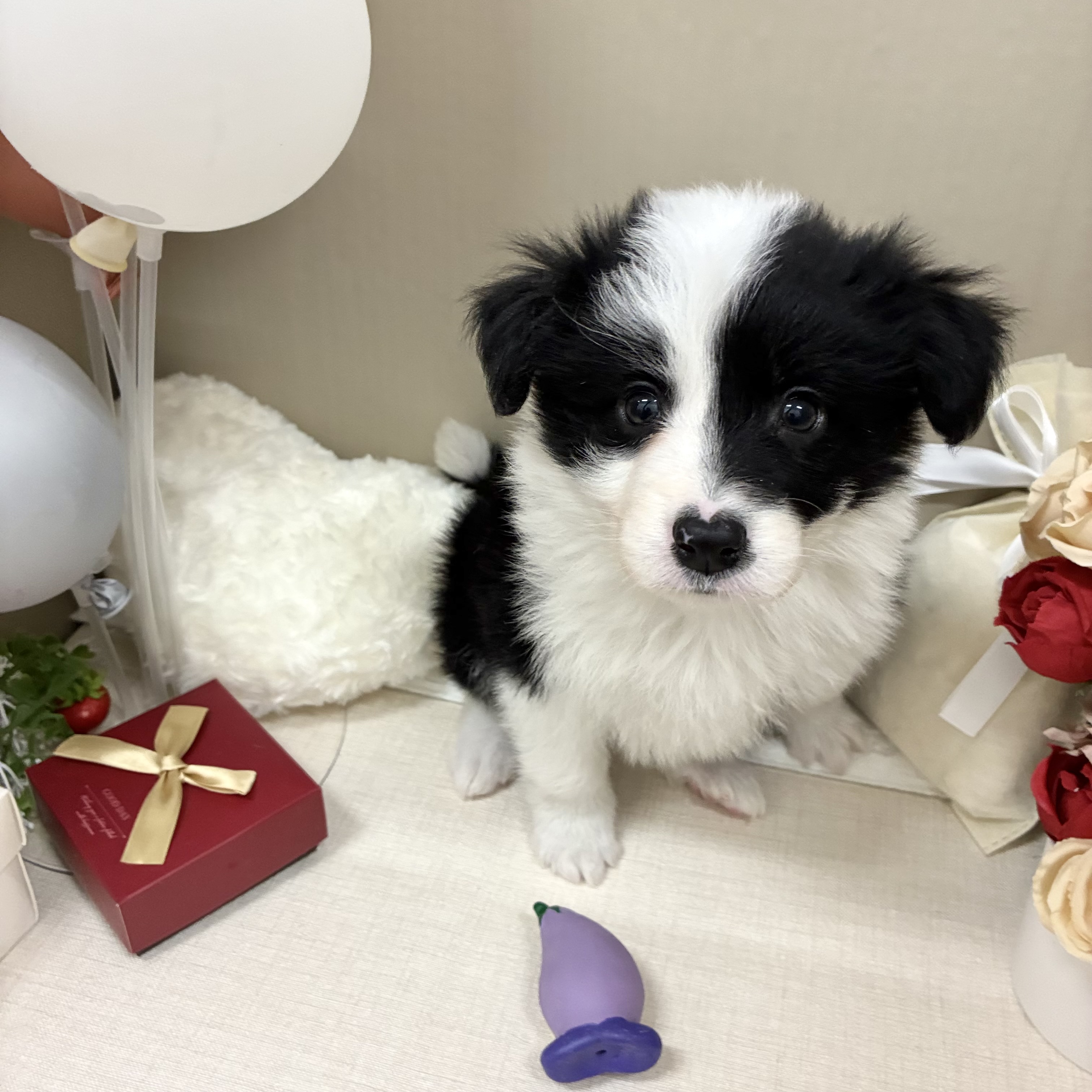 千葉県のボーダーコリー (犬の家＆猫の里ワンズモール稲毛店/2026年2月2日生まれ/女の子/ブラックホワイト)の子犬の4枚目の画像