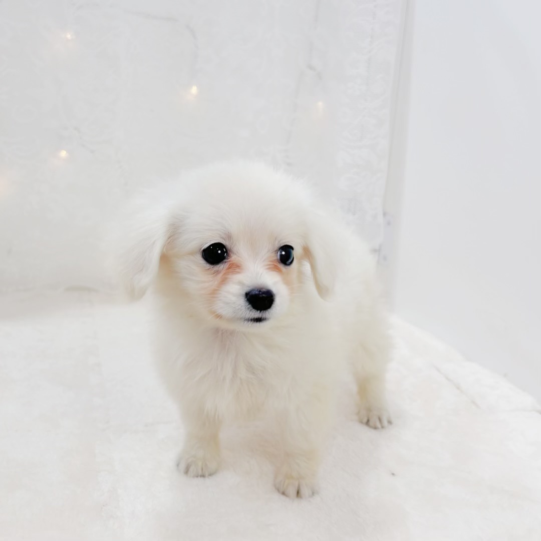 千葉県のポメックス(ポメラニアン×ダックス) (犬の家＆猫の里BIGHOPガーデンモール印西店/2026年2月1日生まれ/女の子/クリーム)の子犬の4枚目の画像