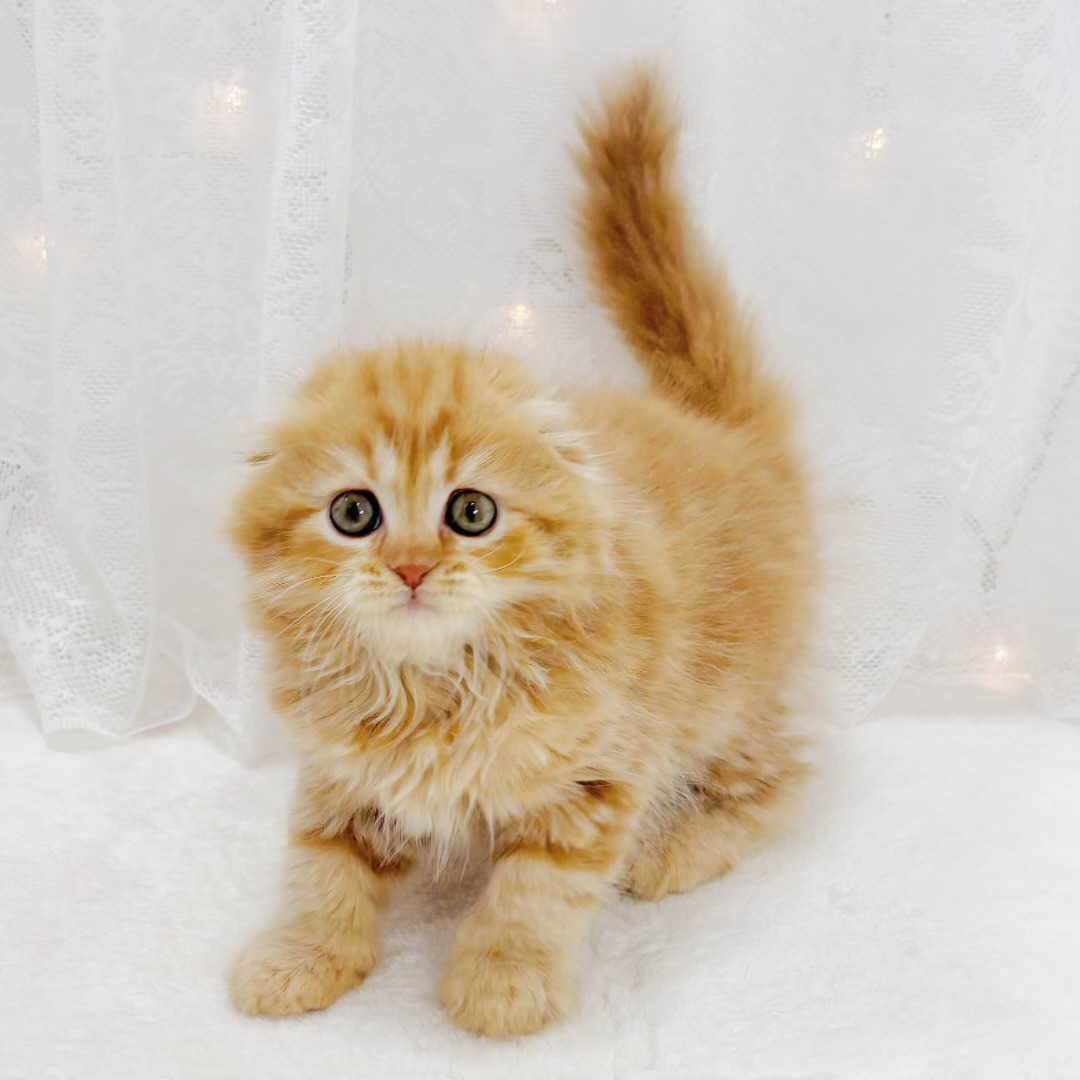 千葉県のスコティッシュフォールド (犬の家＆猫の里BIGHOPガーデンモール印西店/2026年2月3日生まれ/女の子/レッドタビー)の子猫の4枚目の画像