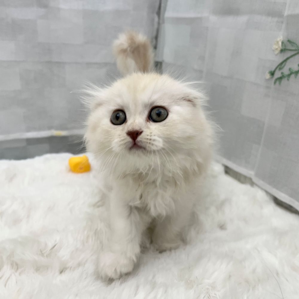 静岡県のスコティッシュフォールド (犬の家＆猫の里MEGAドン・キホーテ袋井店/2026年2月3日生まれ/女の子/シェルカメオ)の子猫の1枚目の画像