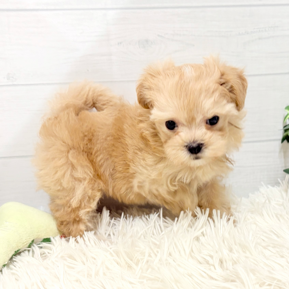 愛知県のマルプー(マルチーズ×プードル) (犬の家＆猫の里豊田店/2026年2月2日生まれ/女の子/クリーム)の子犬の4枚目の画像