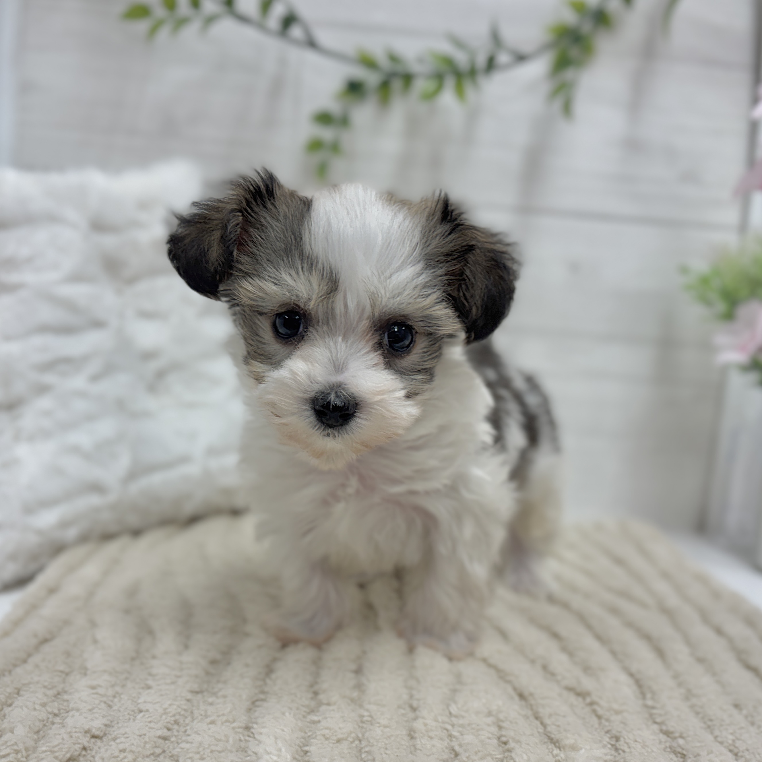 神奈川県のハーフ犬・ミックス犬 (犬の家＆猫の里相模原店/2026年2月2日生まれ/男の子/ホワイトブラウン)の子犬の4枚目の画像