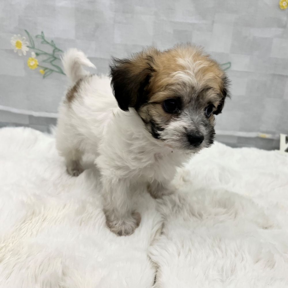 静岡県のハーフ犬・ミックス犬 (犬の家＆猫の里MEGAドン・キホーテ袋井店/2026年2月2日生まれ/男の子/ホワイトブラウン)の子犬の4枚目の画像