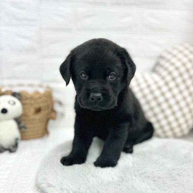 愛知県のラブラドールレトリーバー (犬の家＆猫の里豊川インター店/2026年2月2日生まれ/男の子/ブラック)の子犬の4枚目の画像