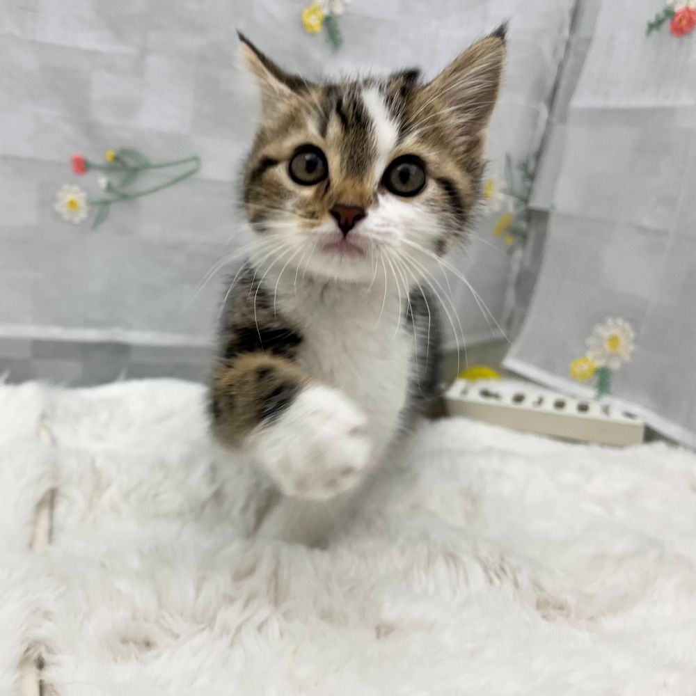 静岡県のミヌエット (犬の家＆猫の里MEGAドン・キホーテ袋井店/2026年2月2日生まれ/男の子/ブラウンタビーホワイト)の子猫の4枚目の画像