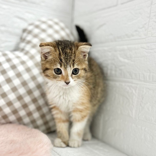 愛知県のスコティッシュフォールド (犬の家＆猫の里豊川インター店/2026年2月1日生まれ/女の子/ブラウンパッチドタビーホワイト)の子猫の4枚目の画像