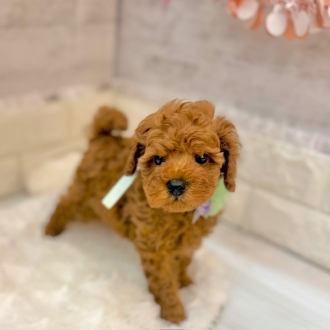 静岡県のトイプードル(トイ) (犬の家＆猫の里プレ葉ウォーク浜北店/2026年1月30日生まれ/男の子/レッド)の子犬の4枚目の画像