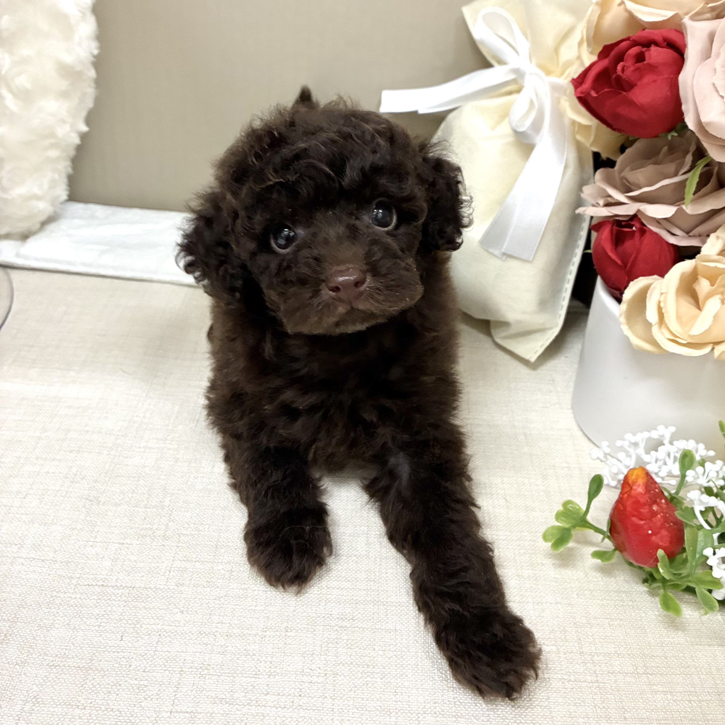 千葉県のトイプードル(トイ) (犬の家＆猫の里ワンズモール稲毛店/2026年2月1日生まれ/男の子/ブラウン)の子犬の4枚目の画像