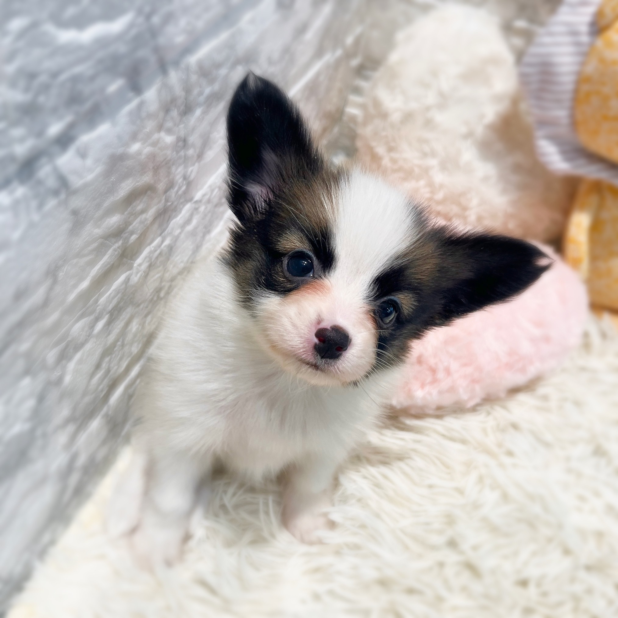 愛知県のパピヨン (犬の家＆猫の里MiO香久山店/2026年2月3日生まれ/女の子/ホワイトブラウン)の子犬の4枚目の画像