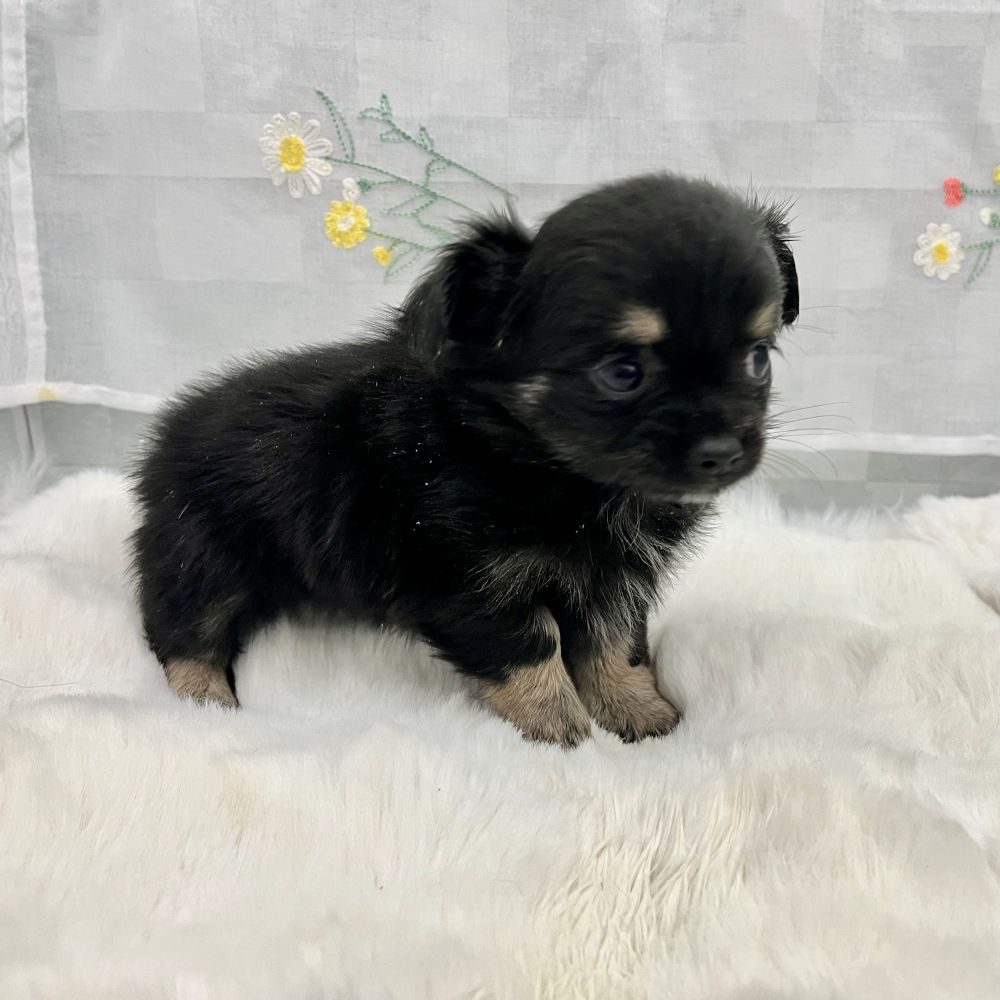 静岡県のチワワ(ロング) (犬の家＆猫の里MEGAドン・キホーテ袋井店/2026年2月1日生まれ/男の子/ブラックタンホワイト)の子犬の4枚目の画像