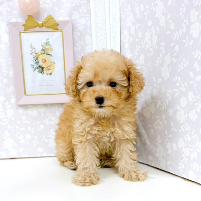 富山県のトイプードル(トイ) (犬の家＆猫の里アミーゴ高岡蓮花寺店/2026年2月2日生まれ/男の子/アプリコット)の子犬の4枚目の画像