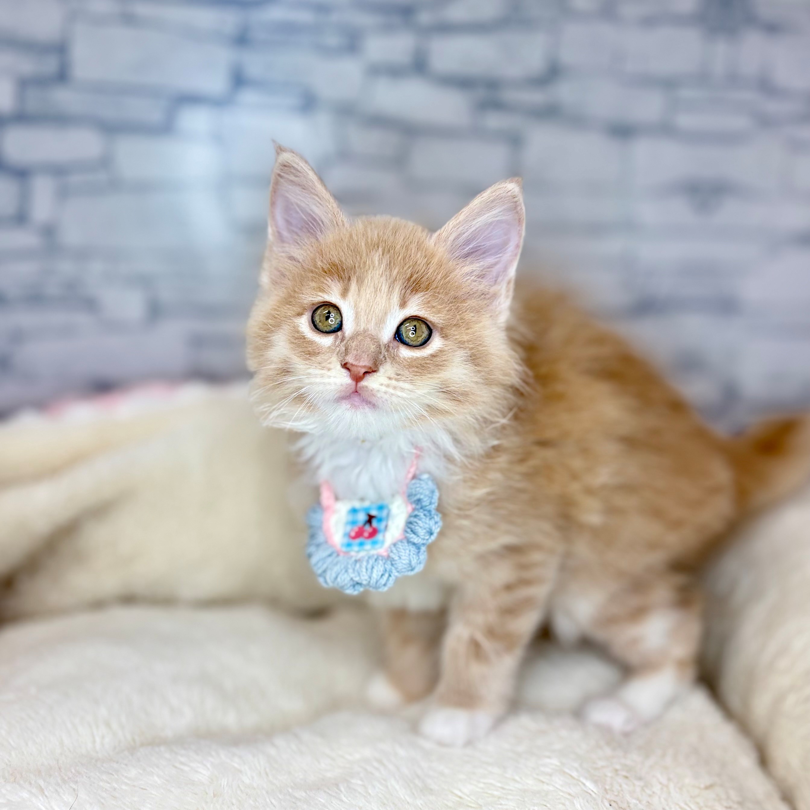 長野県のノルウェージャンフォレストキャット (犬の家＆猫の里長野店/2026年2月3日生まれ/女の子/クリームタビーホワイト)の子猫の4枚目の画像