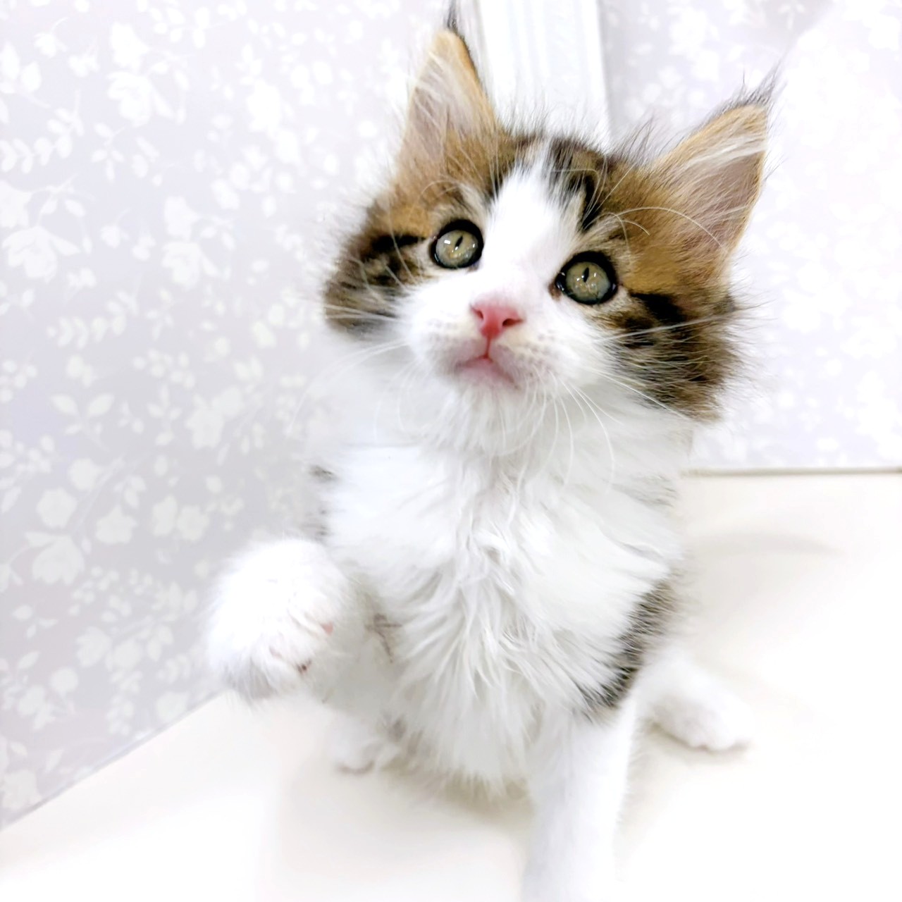 富山県のノルウェージャンフォレストキャット (犬の家＆猫の里アミーゴ高岡蓮花寺店/2026年2月3日生まれ/男の子/ブラウンタビーホワイト)の子猫の4枚目の画像