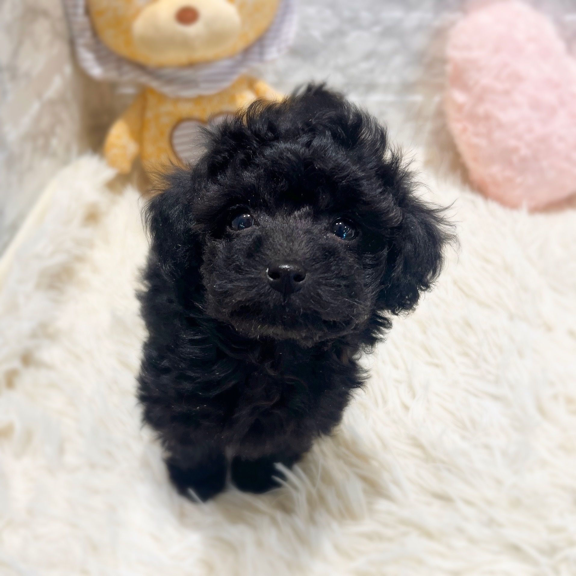 愛知県のトイプードル(トイ) (犬の家＆猫の里MiO香久山店/2026年2月2日生まれ/女の子/ブラック)の子犬の4枚目の画像