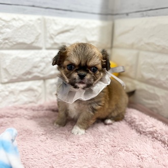 静岡県のチワペキ/ペキチー/ペキチワ(チワワ×ペキニーズ) (犬の家＆猫の里アミーゴ浜松和田店/2026年2月3日生まれ/男の子/フォーンホワイト)の子犬の4枚目の画像