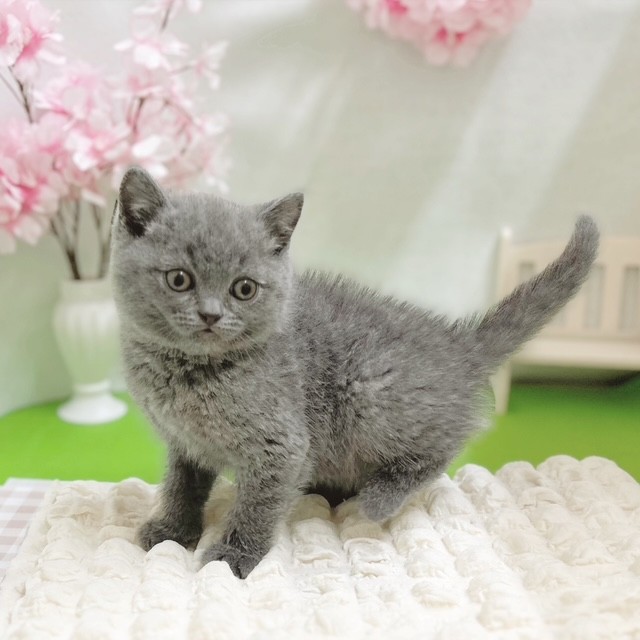 静岡県のブリティッシュショートヘアー (犬の家＆猫の里藤枝店/2026年2月2日生まれ/男の子/ブルー)の子猫の4枚目の画像