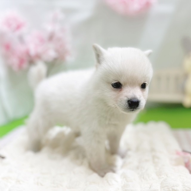 静岡県のポメ柴/豆ポメ/ポメ豆柴(ポメラニアン×柴犬) (犬の家＆猫の里藤枝店/2026年2月2日生まれ/女の子/白)の子犬の4枚目の画像