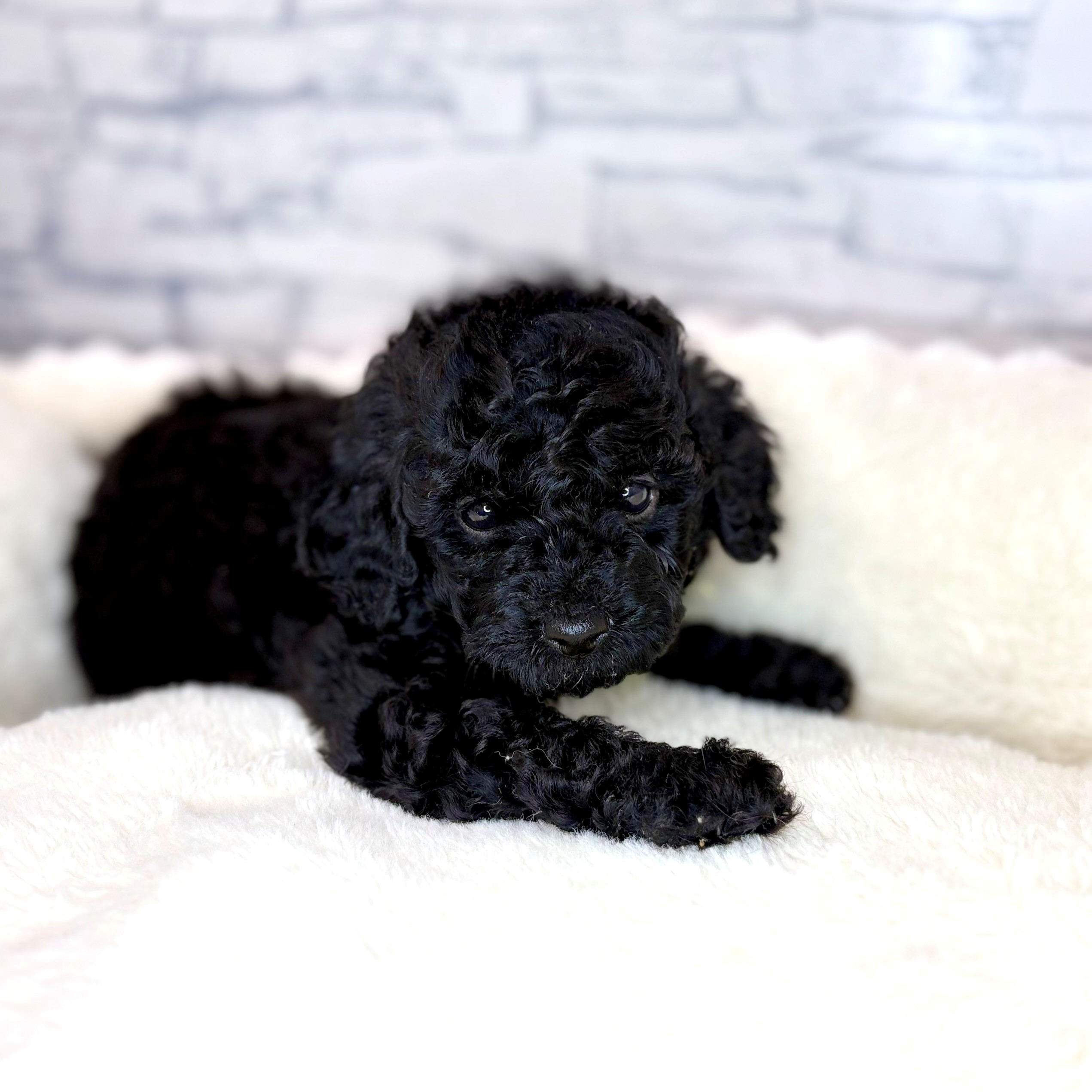 長野県のトイプードル(トイ) (犬の家＆猫の里長野店/2026年2月2日生まれ/男の子/ブラック)の子犬の4枚目の画像