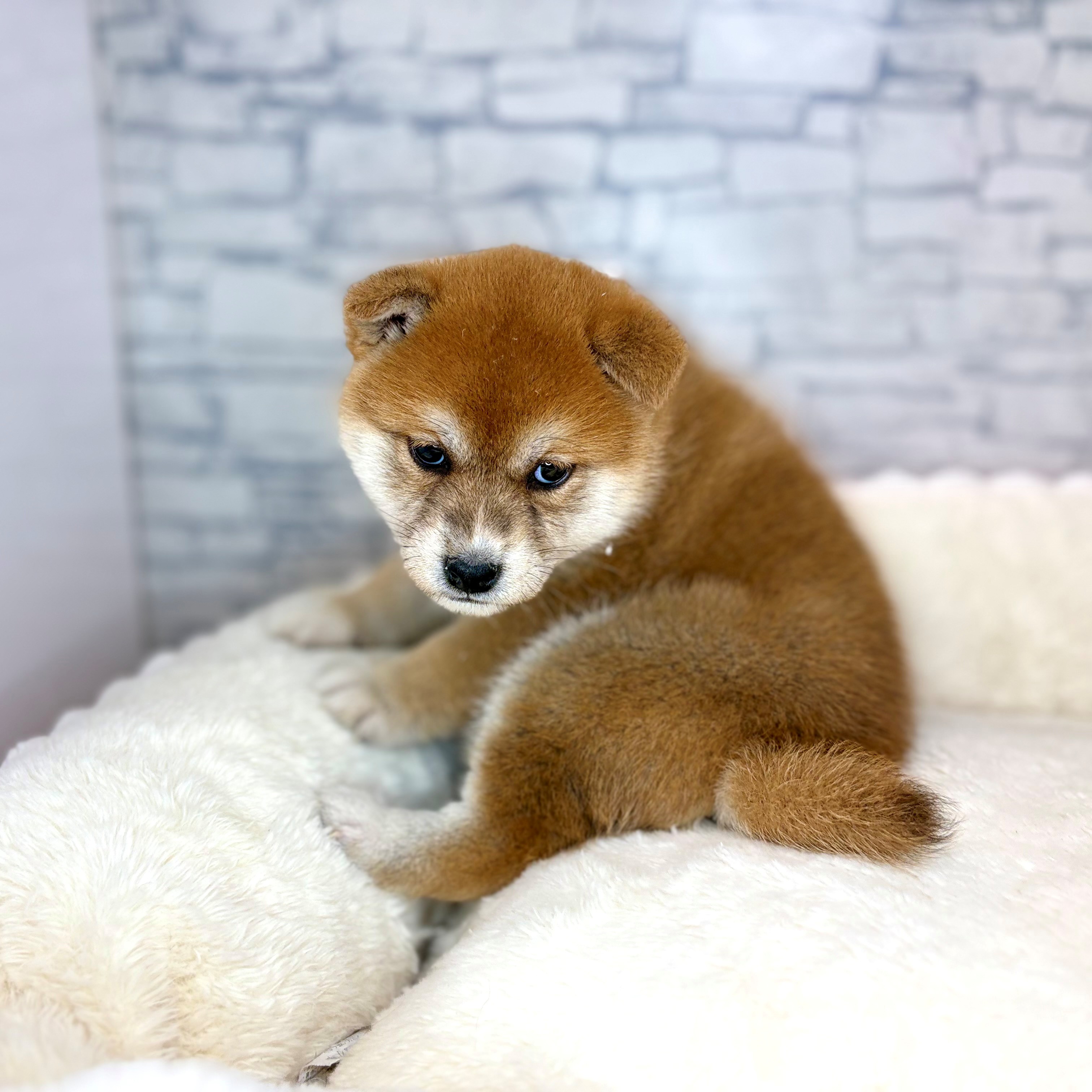 長野県の柴犬(標準サイズ) (犬の家＆猫の里長野店/2026年2月2日生まれ/女の子/赤)の子犬の4枚目の画像