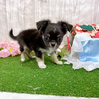 神奈川県のチワワ(ロング) (犬の家＆猫の里小田原店/2026年2月2日生まれ/男の子/ブラックタンホワイト)の子犬の4枚目の画像