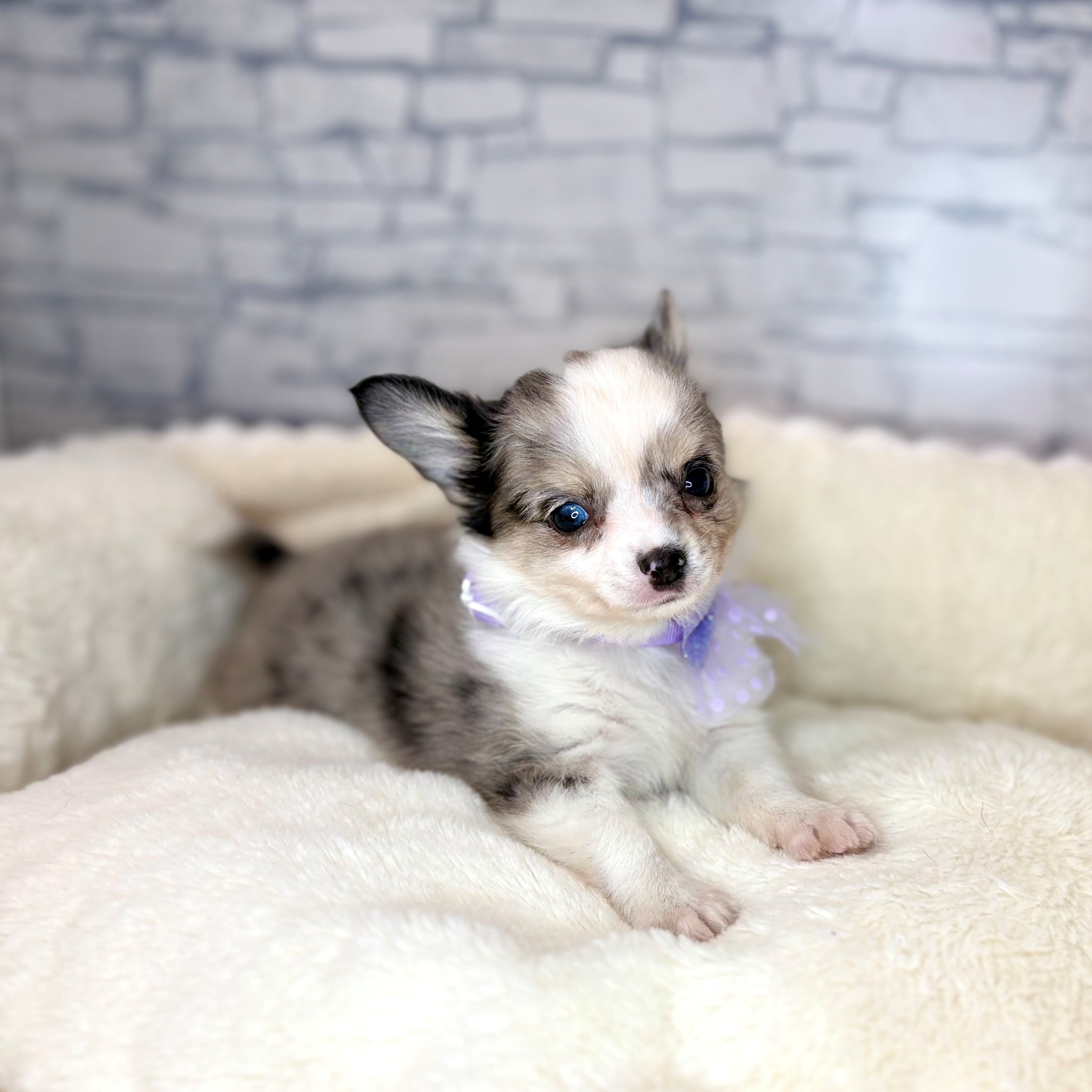 長野県のチワワ(ロング) (犬の家＆猫の里長野店/2026年2月1日生まれ/男の子/ブルーマールホワイト)の子犬の4枚目の画像