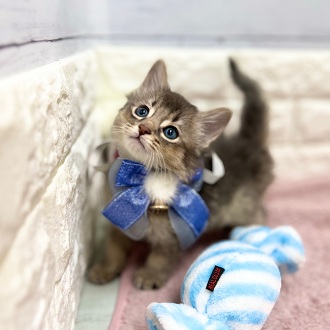 静岡県のソマリ (犬の家＆猫の里アミーゴ浜松和田店/2026年1月30日生まれ/男の子/ブルー)の子猫の4枚目の画像