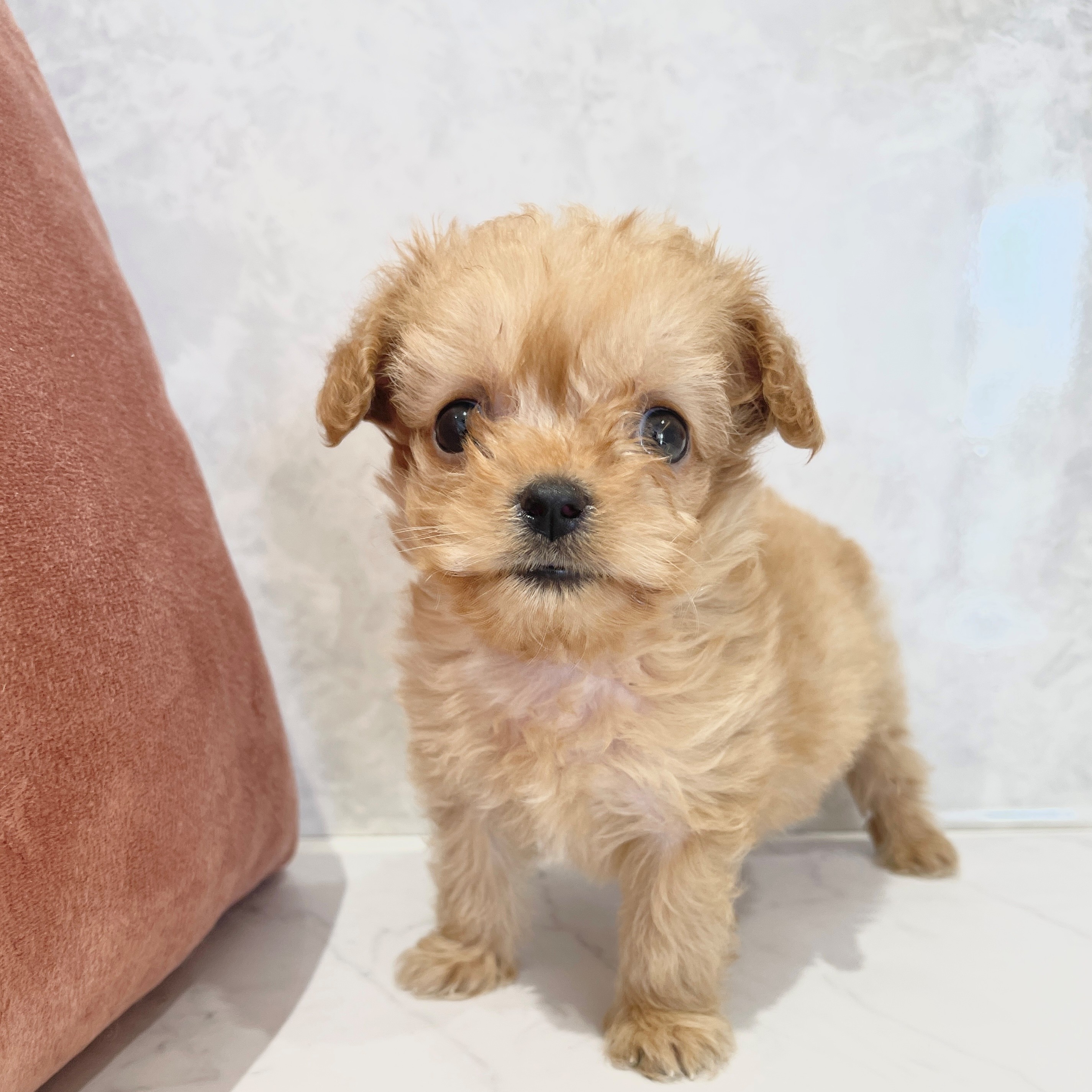 福岡県のチワプー/プーチー(チワワ×プードル) (犬の家＆猫の里くりえいと宗像店/2026年2月1日生まれ/女の子/アプリコット)の子犬の4枚目の画像