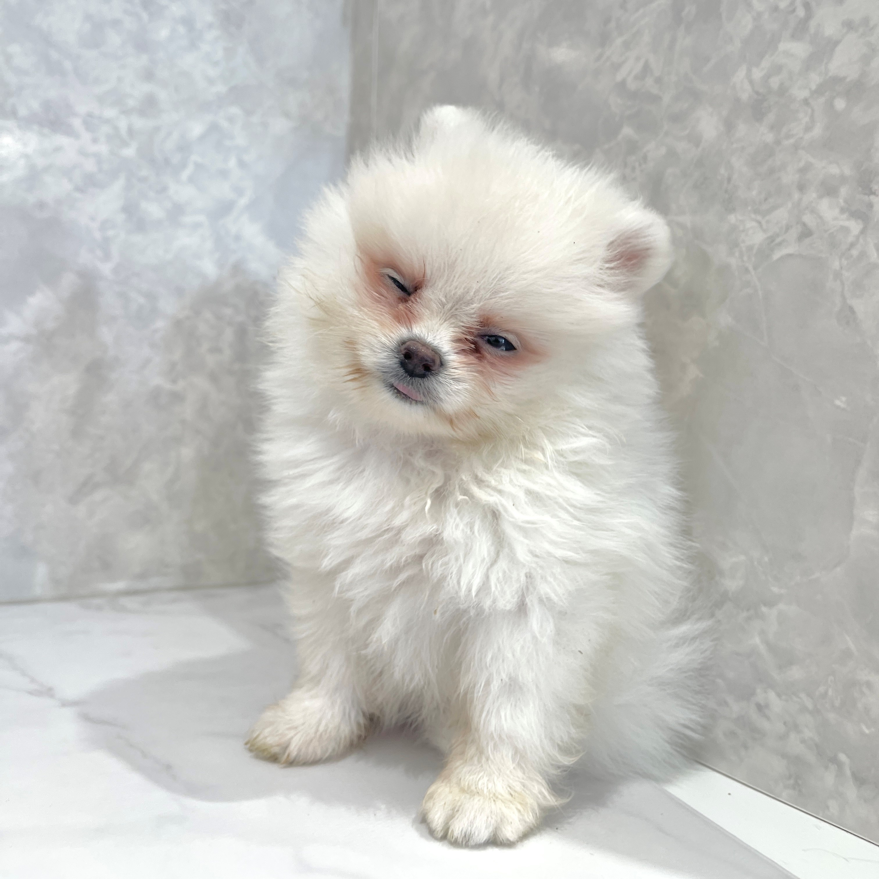 福岡県のポメラニアン (犬の家＆猫の里くりえいと宗像店/2026年1月27日生まれ/女の子/ホワイト)の子犬の4枚目の画像