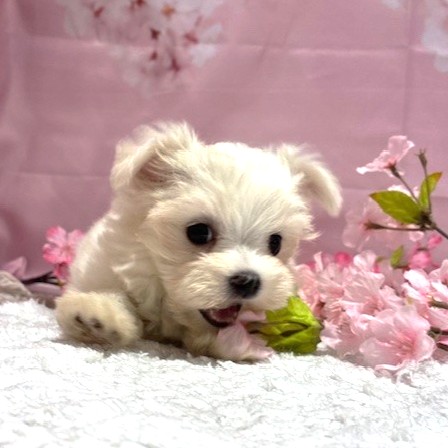 福岡県のマルチーズ (犬の家＆猫の里トリアス久山店/2026年2月2日生まれ/女の子/ホワイト)の子犬の4枚目の画像