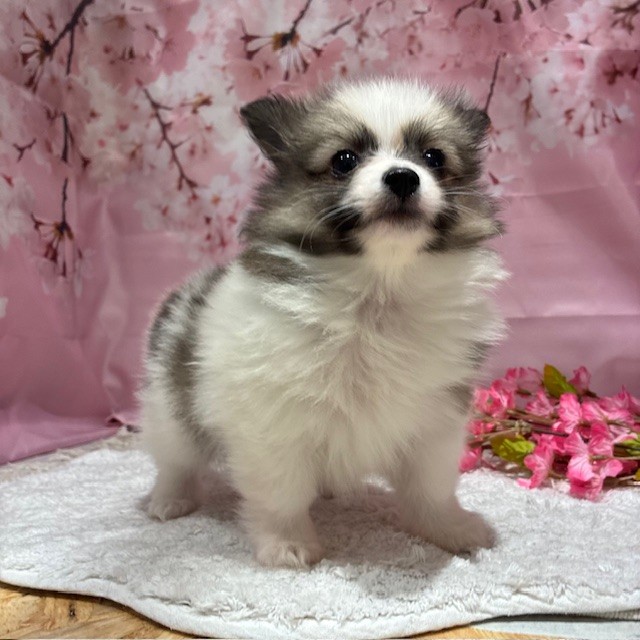 福岡県のポメチワ/チワポメ/ポメチー(ポメラニアン×チワワ) (犬の家＆猫の里トリアス久山店/2026年2月3日生まれ/男の子/パーティーカラー)の子犬の4枚目の画像