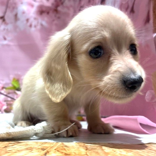 福岡県のカニンヘンダックスフンド(ロング) (犬の家＆猫の里トリアス久山店/2026年2月3日生まれ/女の子/イエロー)の子犬の4枚目の画像