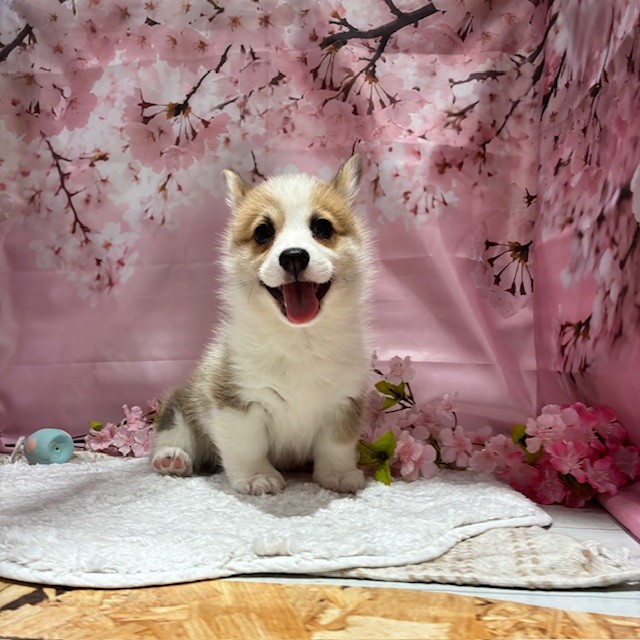 福岡県のウェルシュコーギーペンブローク (犬の家＆猫の里トリアス久山店/2026年2月2日生まれ/女の子/レッドホワイト)の子犬の4枚目の画像
