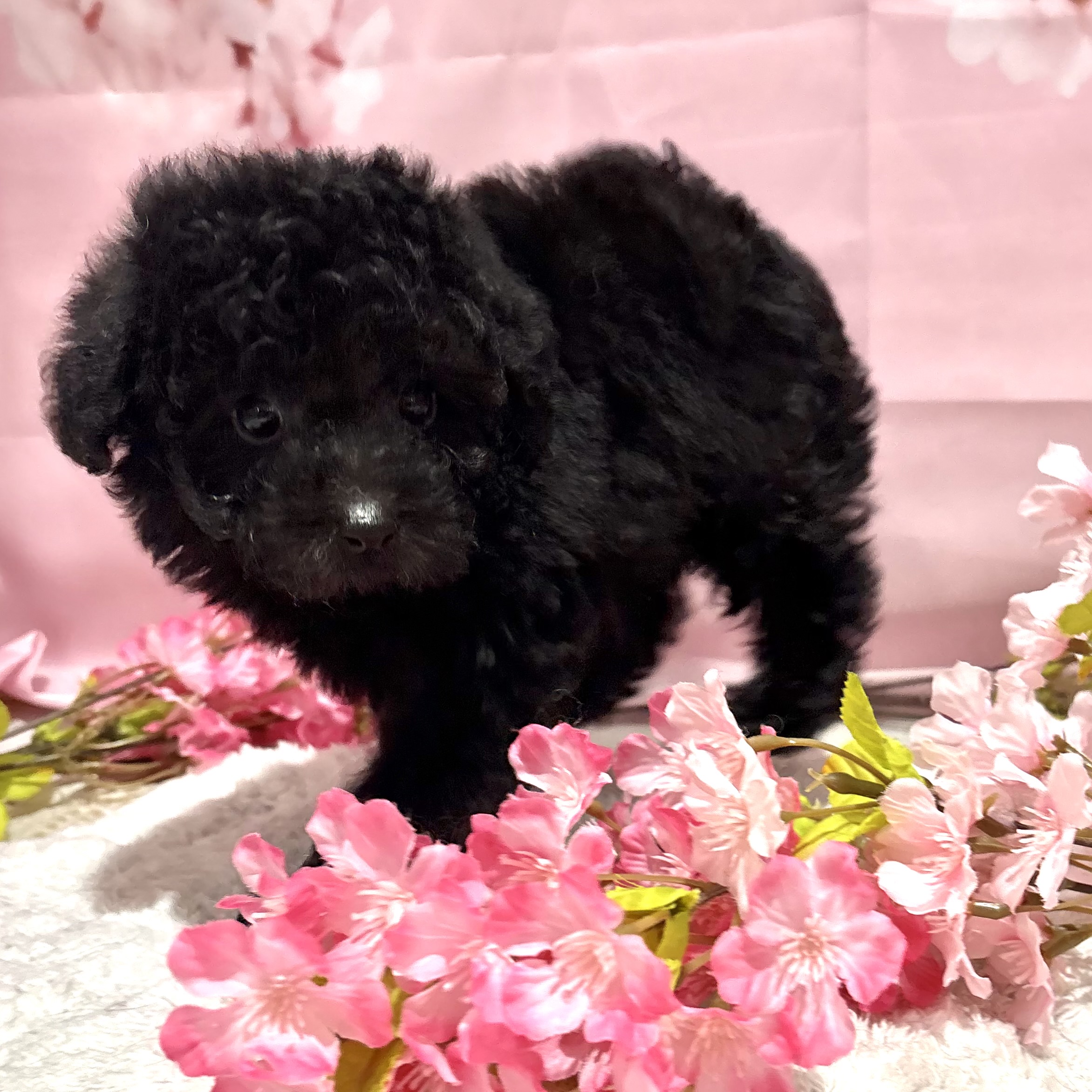 福岡県のトイプードル(トイ) (犬の家＆猫の里トリアス久山店/2026年2月2日生まれ/男の子/ブラック)の子犬の4枚目の画像