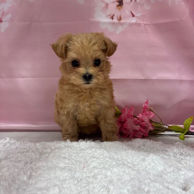 福岡県のマルプー(マルチーズ×プードル) (犬の家＆猫の里トリアス久山店/2026年2月1日生まれ/女の子/クリーム)の子犬の4枚目の画像