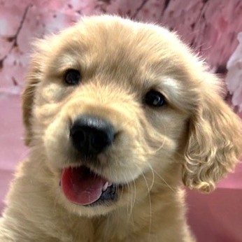 福岡県のゴールデンレトリバー (犬の家＆猫の里トリアス久山店/2026年1月30日生まれ/女の子/ゴールデン)の子犬