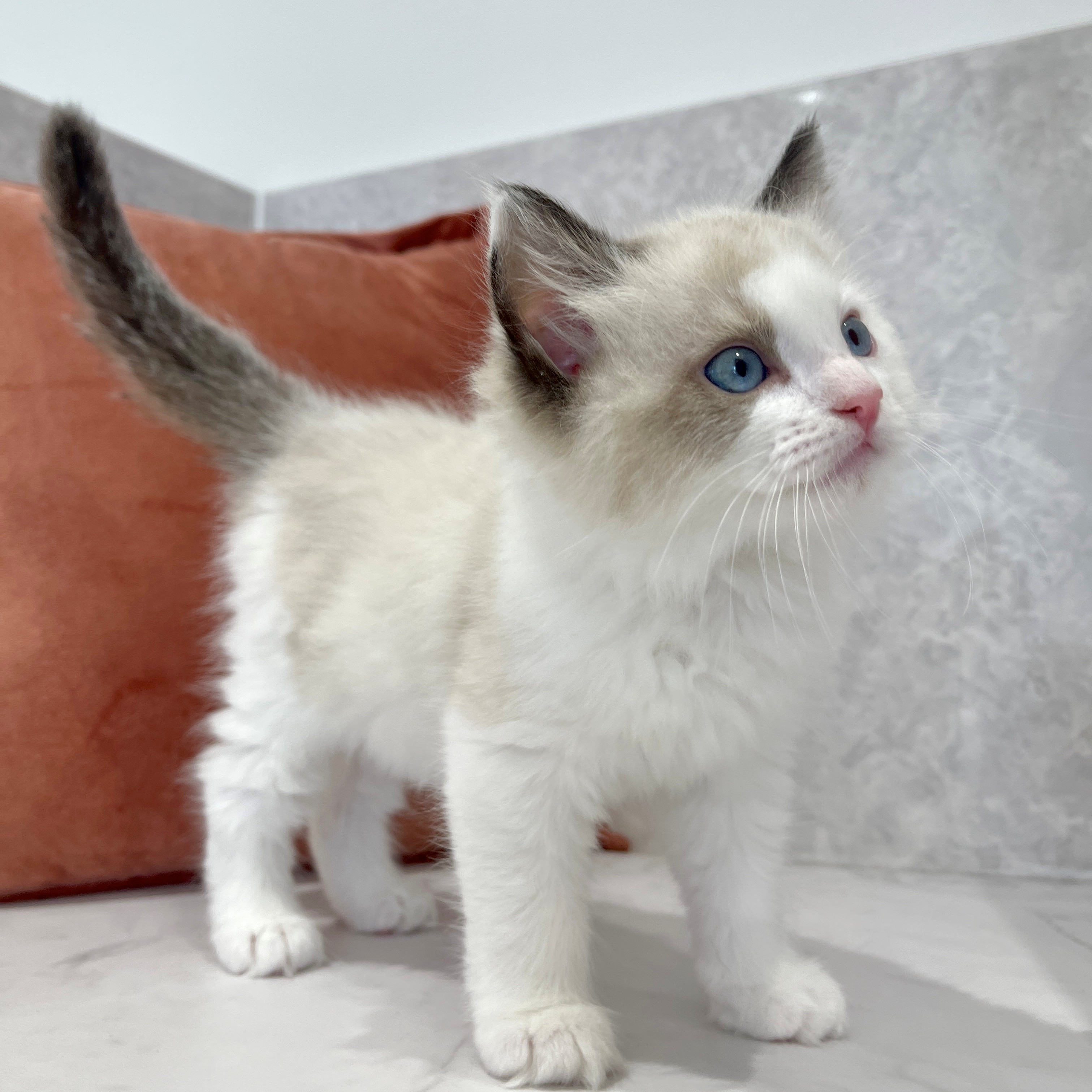 福岡県のラグドール (犬の家＆猫の里くりえいと宗像店/2026年2月1日生まれ/男の子/シールポイントバイカラー)の子猫の4枚目の画像