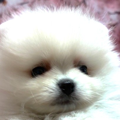 福岡県のポメラニアン (犬の家＆猫の里トリアス久山店/2026年2月1日生まれ/女の子/ホワイト)の子犬の1枚目の画像
