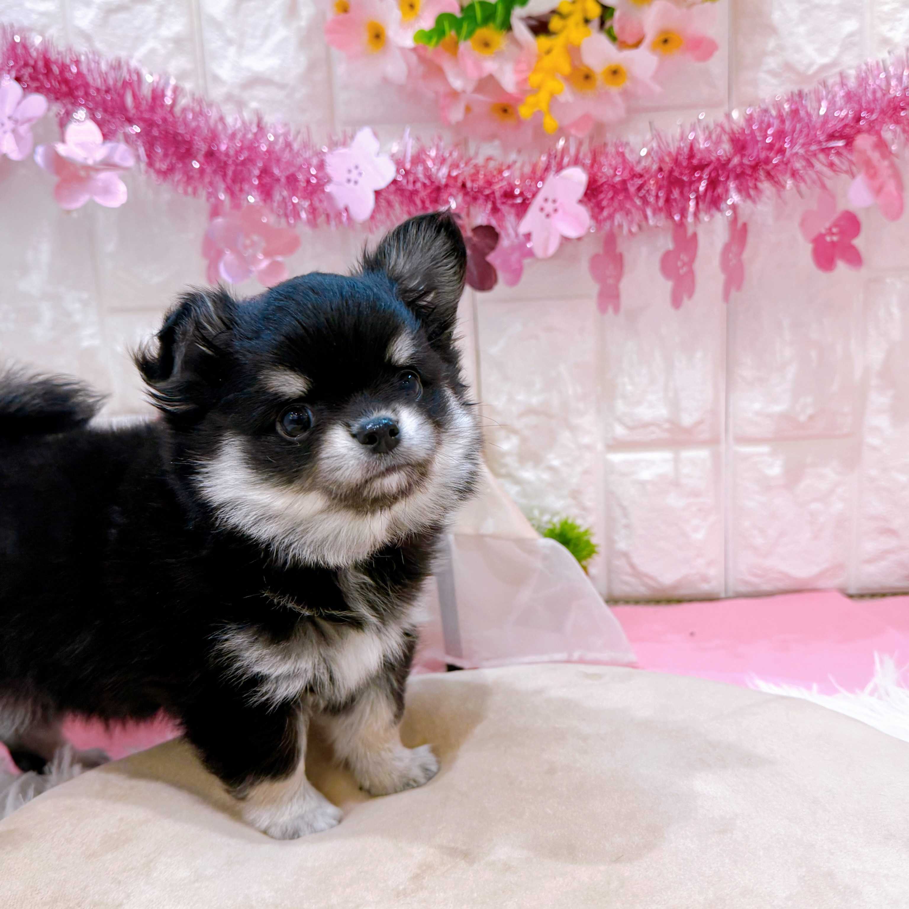 岡山県のチワワ(ロング) (犬の家＆猫の里倉敷店/2026年2月2日生まれ/男の子/ブラッククリーム)の子犬の4枚目の画像