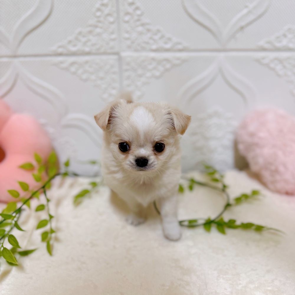 愛知県のチワワ(ロング) (犬の家＆猫の里岡崎店/2026年2月2日生まれ/女の子/ホワイトクリーム)の子犬の4枚目の画像