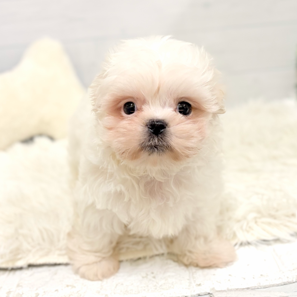 愛知県のペキマル/マルペキ(ペキニーズ×マルチーズ) (犬の家＆猫の里豊田店/2026年1月27日生まれ/男の子/ホワイト)の子犬の4枚目の画像