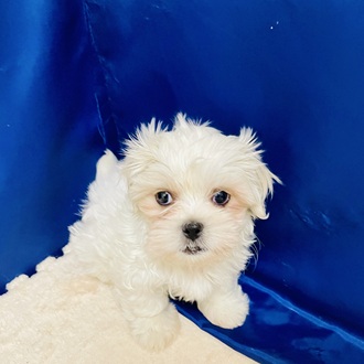 愛知県のペキマル/マルペキ(ペキニーズ×マルチーズ) (犬の家＆猫の里一宮店/2026年1月27日生まれ/男の子/ホワイト)の子犬の4枚目の画像