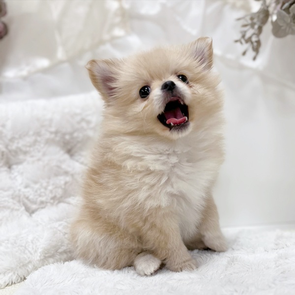 岐阜県のポメチワ/チワポメ/ポメチー(ポメラニアン×チワワ) (犬の家＆猫の里カラフルタウン岐阜店/2026年1月28日生まれ/女の子/クリーム)の子犬の1枚目の画像