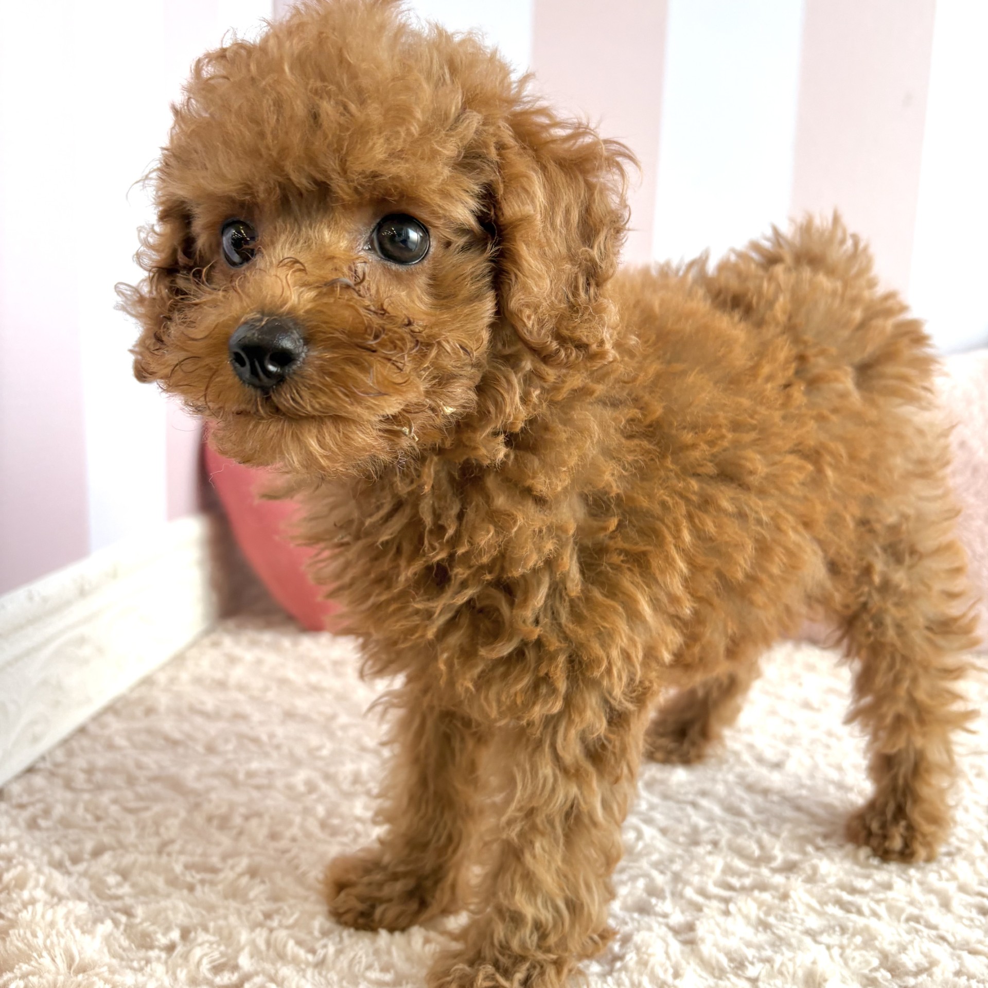 岡山県のトイプードル(トイ) (犬の家＆猫の里倉敷中庄店/2026年2月2日生まれ/男の子/レッドフォーン)の子犬の4枚目の画像