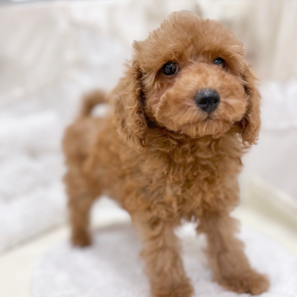 岐阜県のトイプードル(トイ) (犬の家＆猫の里カラフルタウン岐阜店/2026年2月2日生まれ/男の子/レッドフォーン)の子犬の4枚目の画像