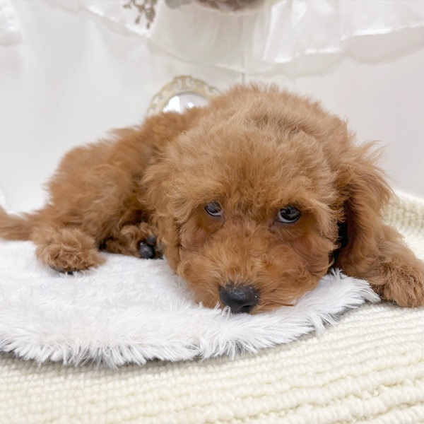 岐阜県のトイプードル(トイ) (犬の家＆猫の里カラフルタウン岐阜店/2026年2月2日生まれ/男の子/レッドフォーン)の子犬の4枚目の画像