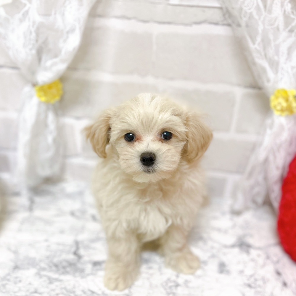 京都府のマルプー(マルチーズ×プードル) (犬の家＆猫の里京都精華店/2026年2月4日生まれ/男の子/クリームホワイト)の子犬の4枚目の画像